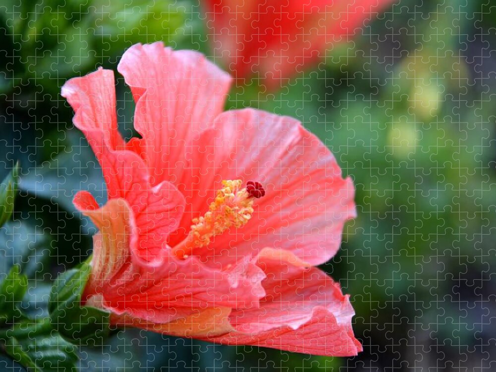 Hibiscus Jigsaw Puzzle featuring the photograph Hibiscus summer by Linda Bailey