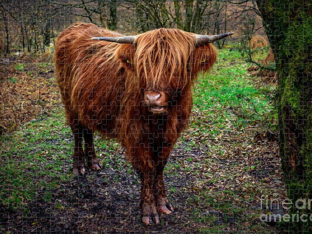 Highland Cow Jigsaw Puzzle featuring the photograph Highland Beast by Adrian Evans