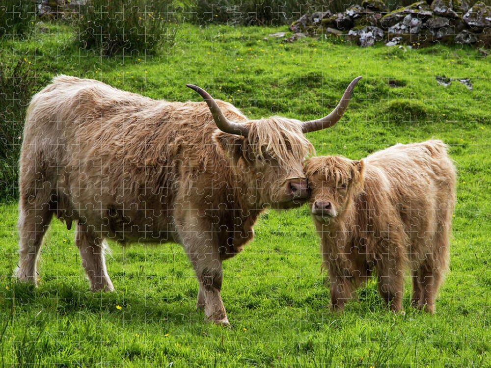 Horned Jigsaw Puzzle featuring the photograph Highland Cattle And Calf by John Short / Design Pics