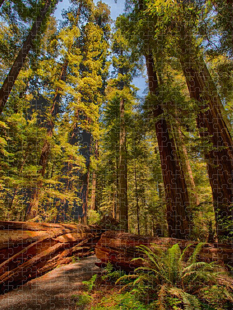 California Jigsaw Puzzle featuring the photograph Hikers Paradise - California Redwoods I by Dan Carmichael