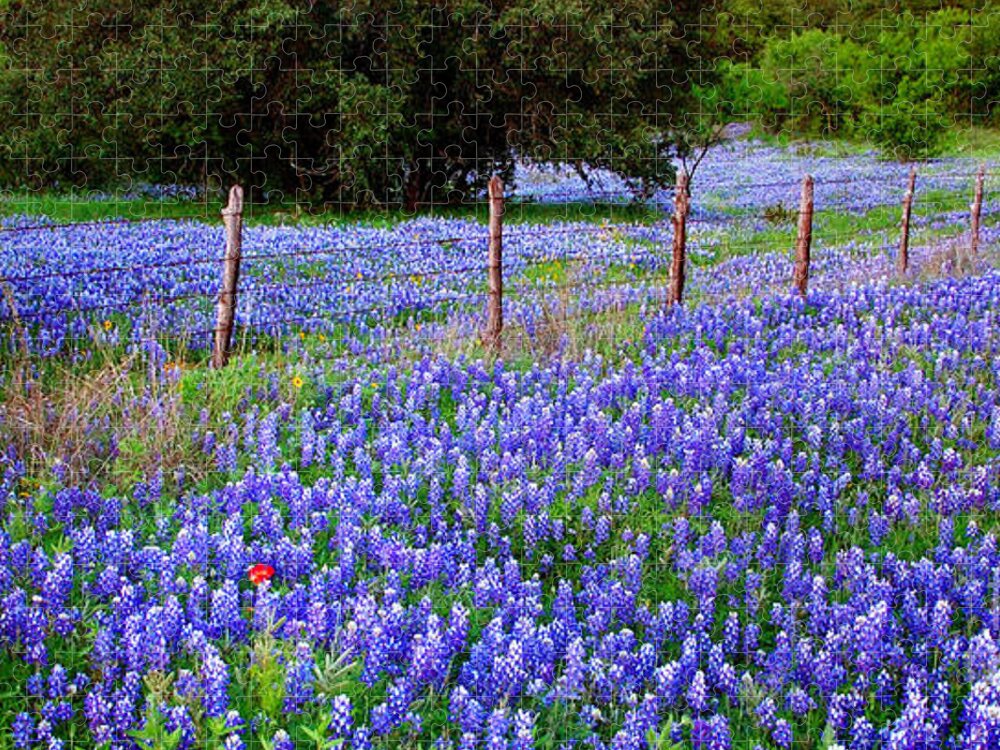 Spring Jigsaw Puzzle featuring the photograph Hill Country Heaven - Texas Bluebonnets wildflowers landscape fence flowers by Jon Holiday