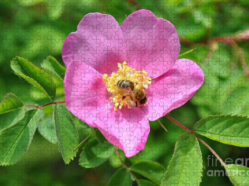 Rose Jigsaw Puzzle featuring the photograph Hip rose bloom with a bee by Martin Capek