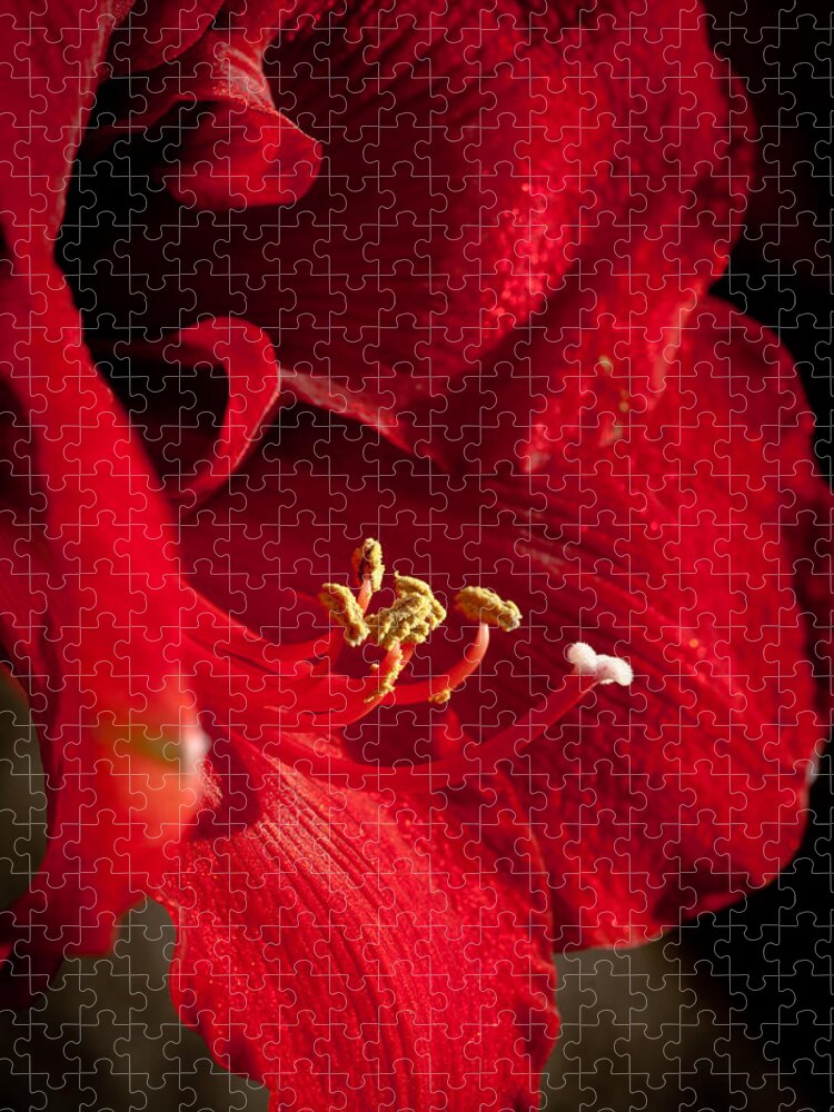 Hippeastrum Jigsaw Puzzle featuring the photograph Hippeastrum by Ralf Kaiser