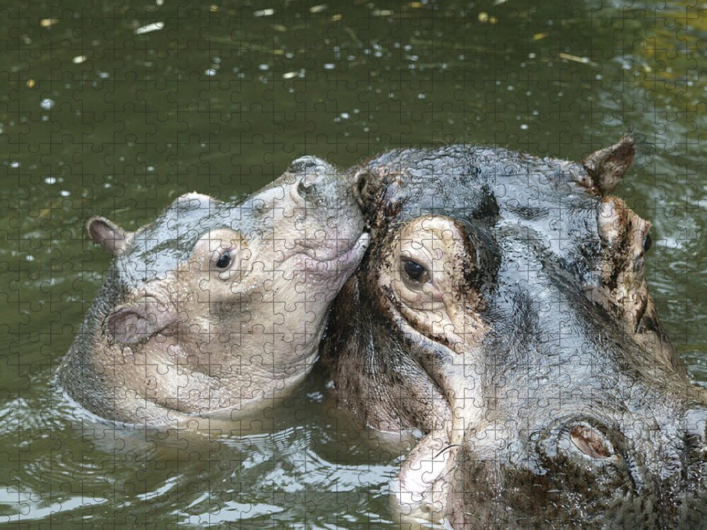 Hippo Jigsaw Puzzle featuring the photograph Hippopotamus And Baby by M. Watson