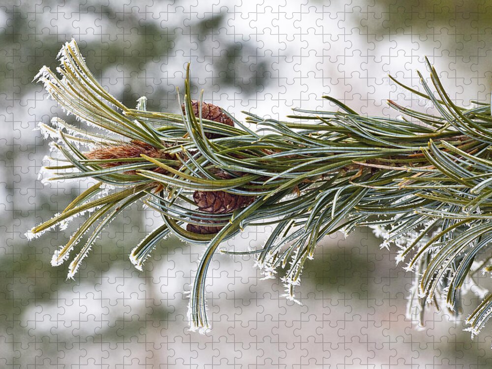 Arboretum Jigsaw Puzzle featuring the photograph Hoar Frost by Steven Ralser