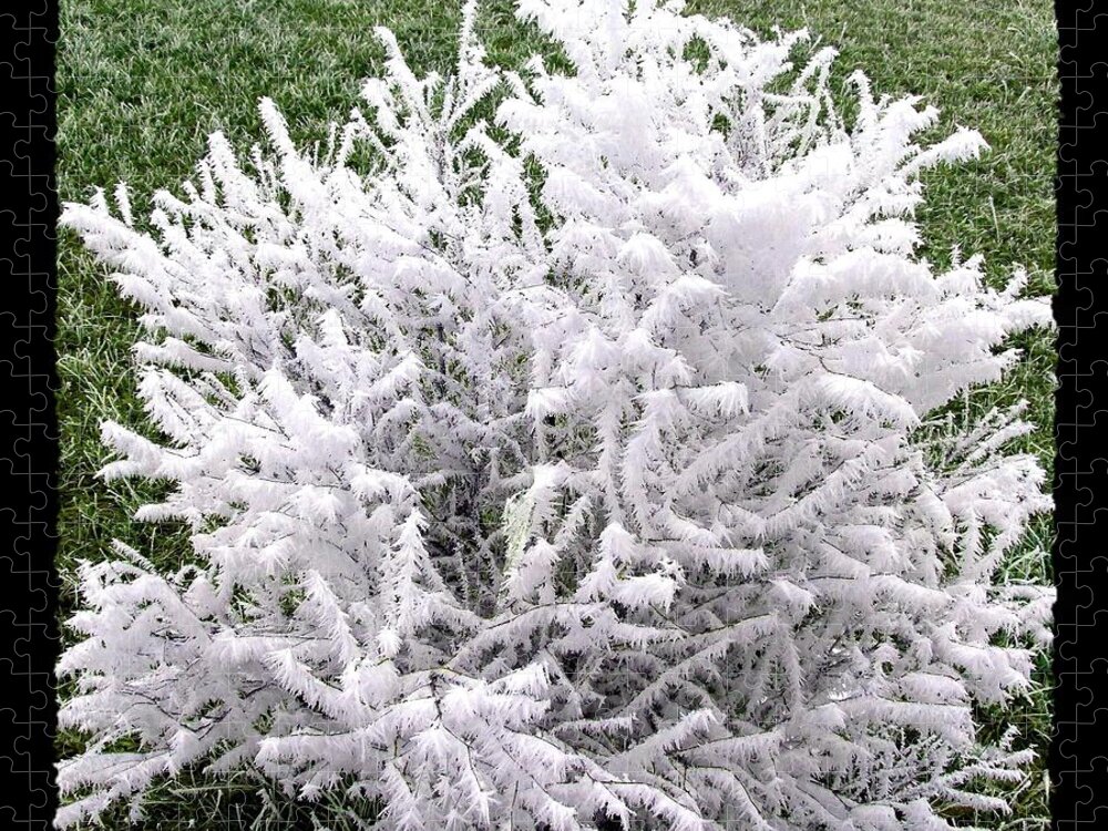 Hoarfrost 20 Jigsaw Puzzle featuring the photograph Hoarfrost 20 by Will Borden
