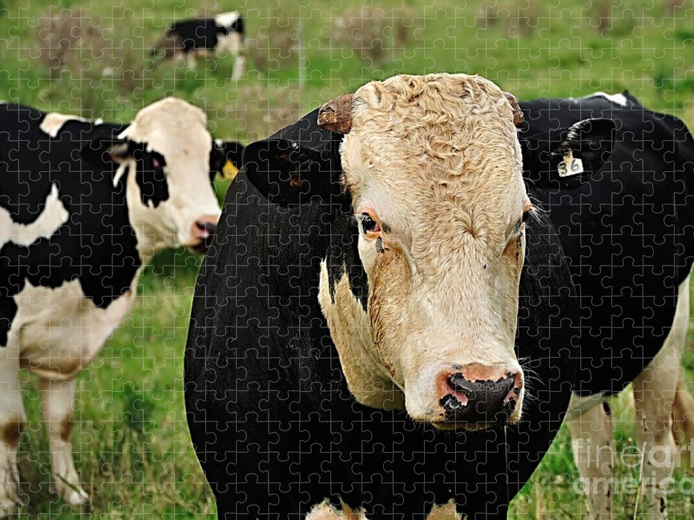 Photography Jigsaw Puzzle featuring the photograph Holstein Friesian Bull by Kaye Menner
