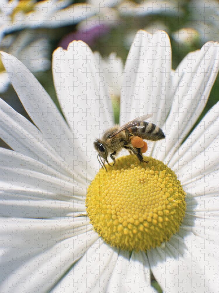 Feb0514 Jigsaw Puzzle featuring the photograph Honey Bee Collecting Pollen From Daisy by Konrad Wothe