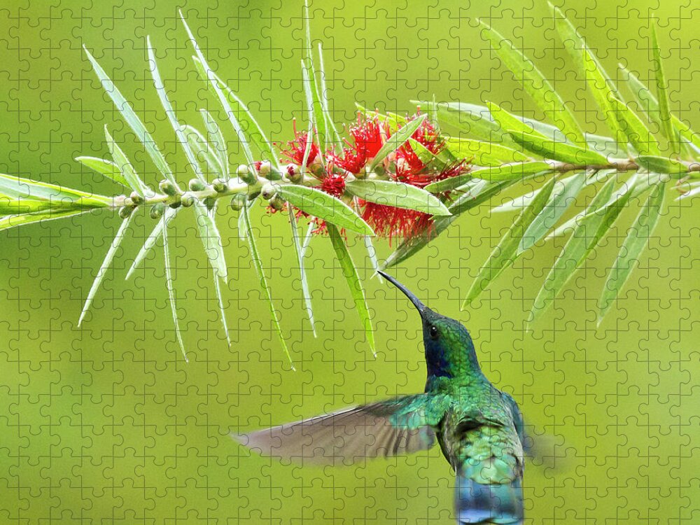 Bird Jigsaw Puzzle featuring the photograph Honey Sucking by Heiko Koehrer-Wagner