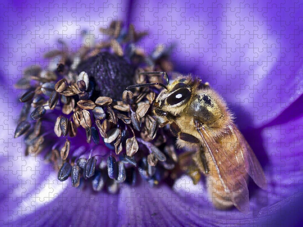 Anemone Jigsaw Puzzle featuring the photograph Honeybee And Anemone by Priya Ghose