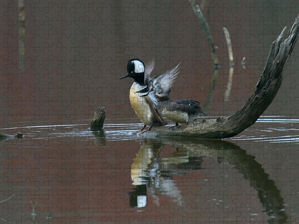 Nature Jigsaw Puzzle featuring the photograph Hooded Mergansers DWF017 by Gerry Gantt
