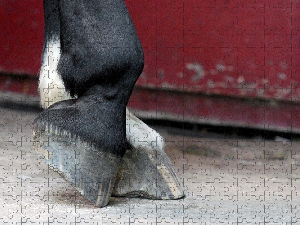 Equus Ferus Caballus Jigsaw Puzzle featuring the photograph Hooves by Lisa Phillips
