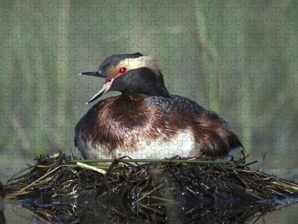 Feb0514 Jigsaw Puzzle featuring the photograph Horned Grebe Parent Calling On Floating by Tim Fitzharris