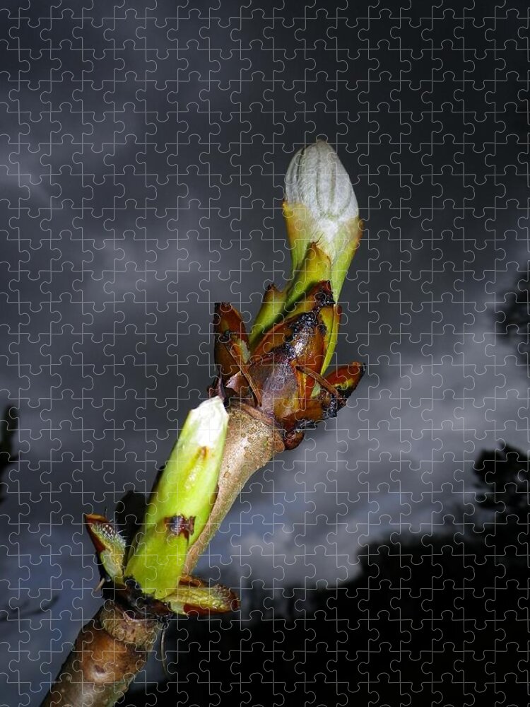 Horse Chestnut Jigsaw Puzzle featuring the photograph Horse Chestnut Bud With Dark Stormy Sky by Richard Brookes