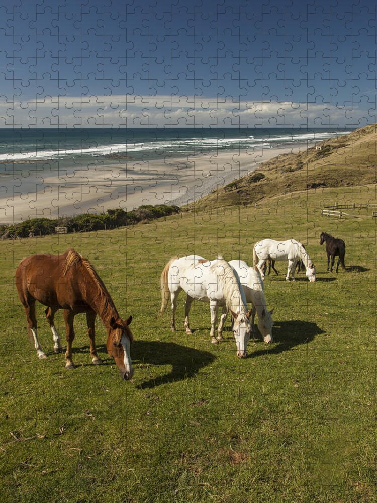 535895 Jigsaw Puzzle featuring the photograph Horse Herd Grazing Golden Bay New by Colin Monteath