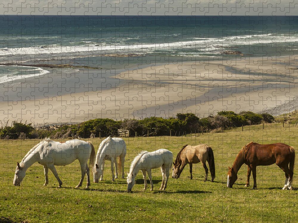 535894 Jigsaw Puzzle featuring the photograph Horses Grazing Golden Bay New Zealand by Colin Monteath
