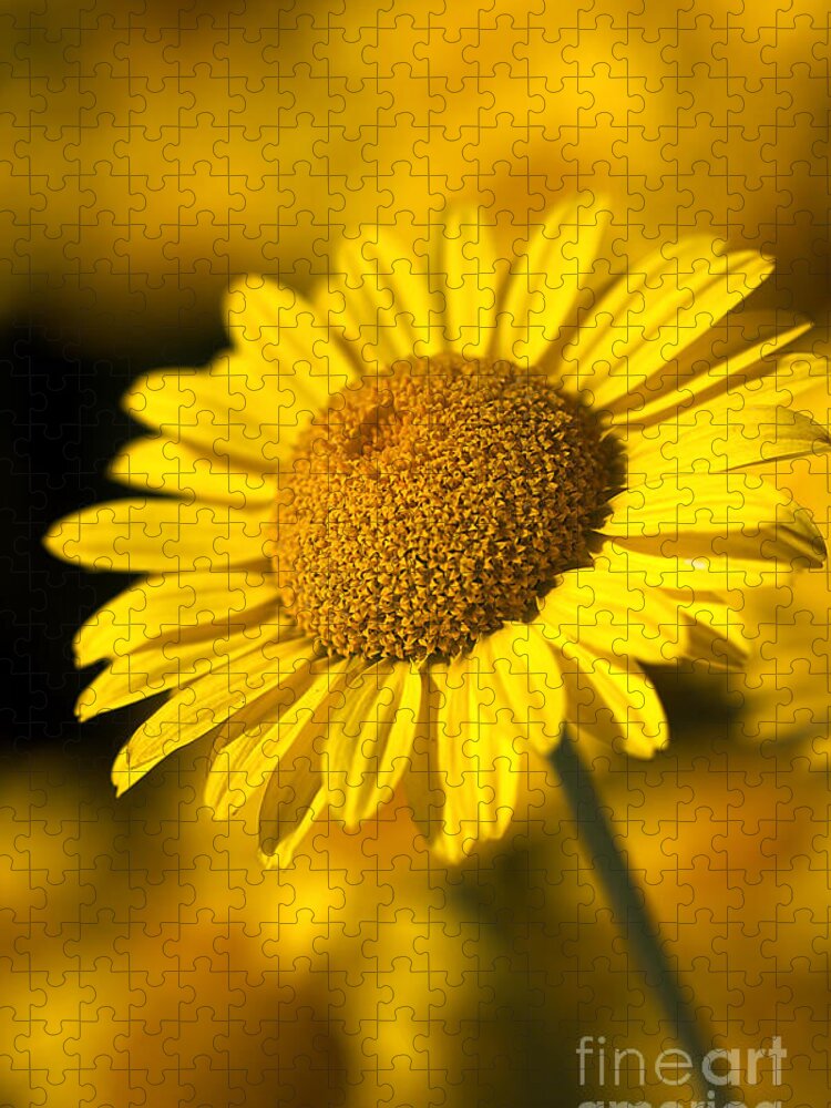 Daisy Jigsaw Puzzle featuring the photograph Hot in the Sun by Joy Watson