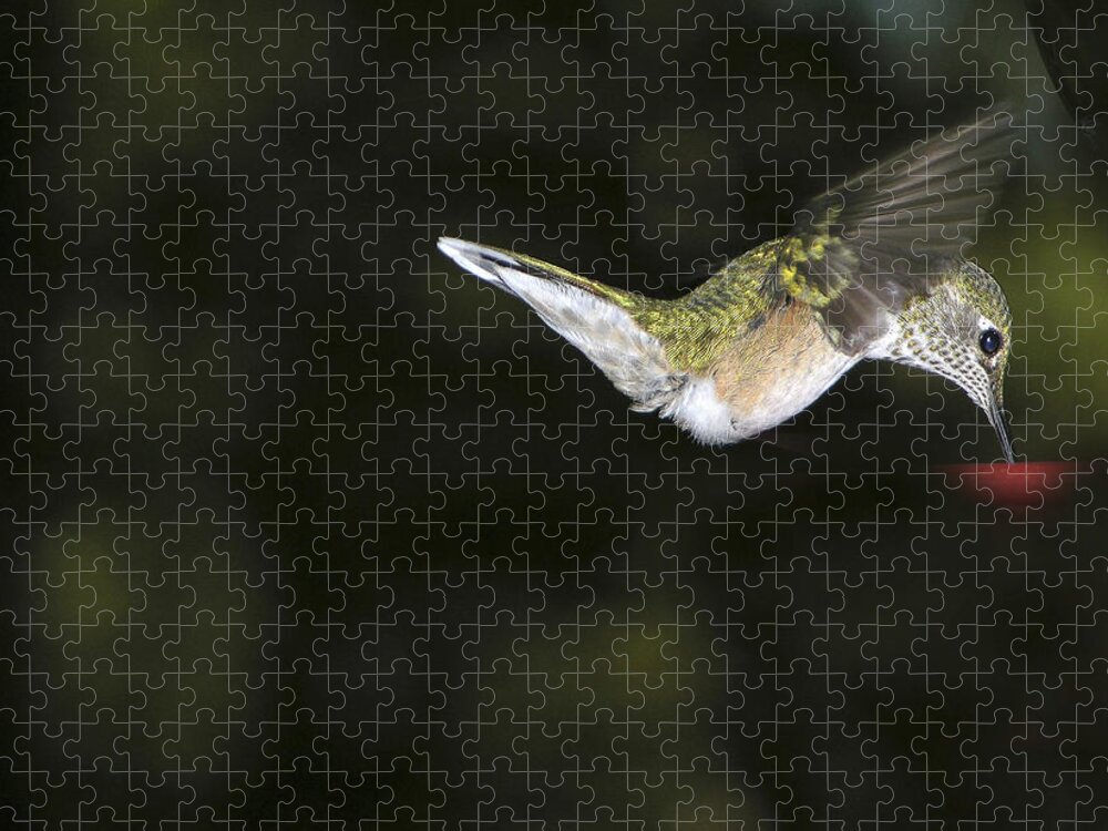 Hummingbird Jigsaw Puzzle featuring the photograph Hovering Beauty by Ron White
