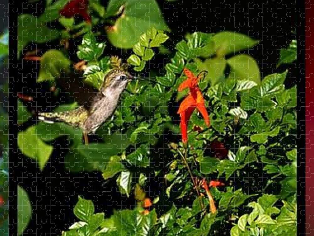 Humming Bird Jigsaw Puzzle featuring the photograph Humming Bird Honeysuckle by Steve Ondrus