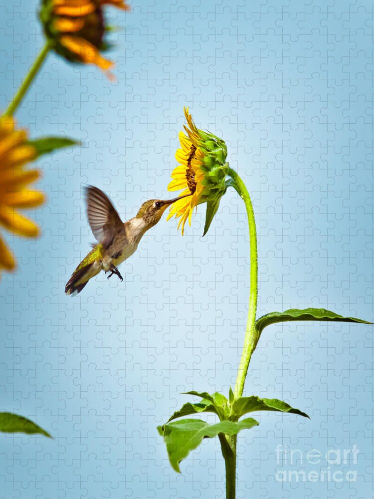 Animal Jigsaw Puzzle featuring the photograph Hummingbird At Sunflower by Robert Frederick