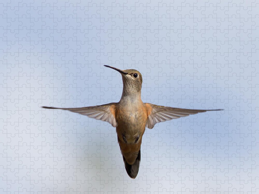 Hummingbird Jigsaw Puzzle featuring the photograph Hummingbird frozen in flight by Tony Hake