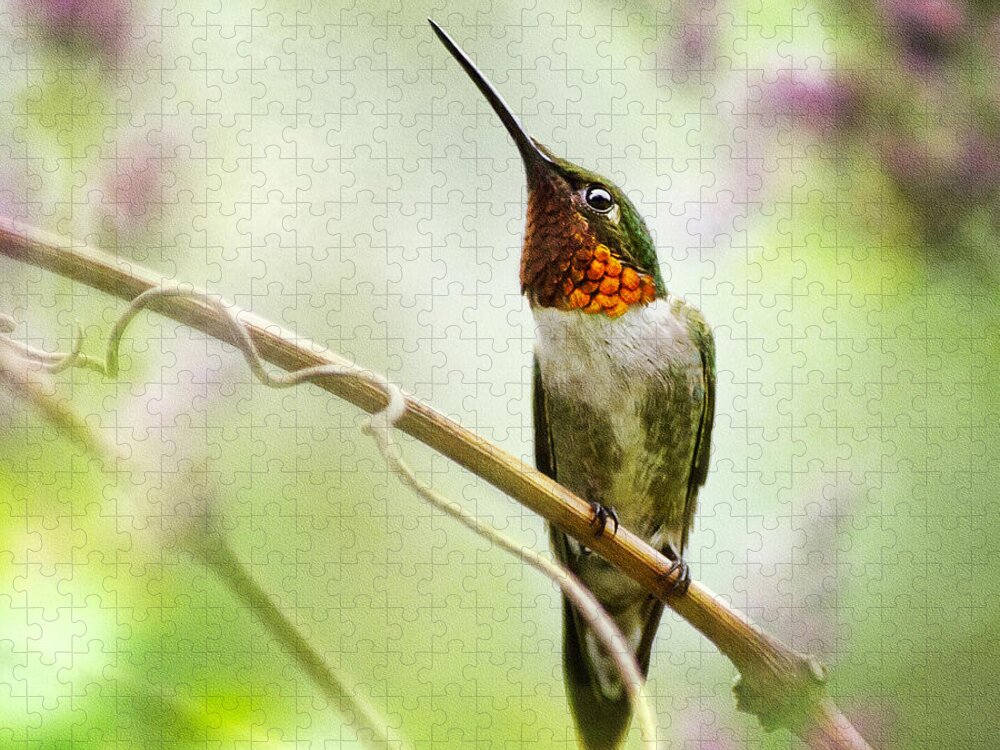 Hummingbird Jigsaw Puzzle featuring the photograph Hummingbird Looking for Love Square by Christina Rollo