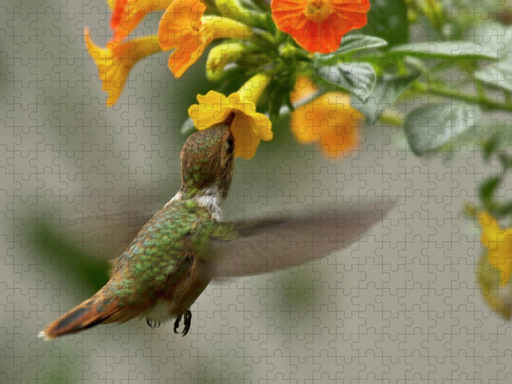 Bird Jigsaw Puzzle featuring the photograph Hummingbird sips Nectar by Heiko Koehrer-Wagner