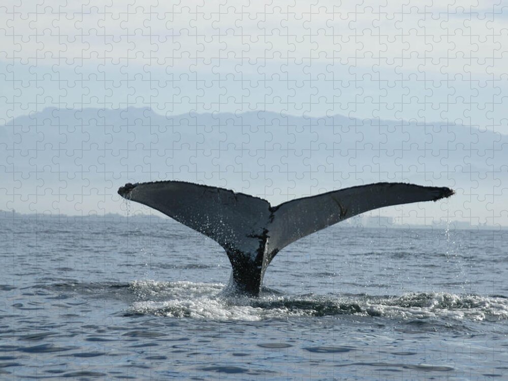 Humpback Whale Jigsaw Puzzle featuring the photograph Humpback Whale Tail 3 by Tracy Winter
