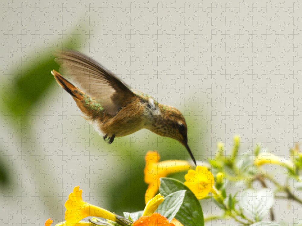 Hummingbird Jigsaw Puzzle featuring the photograph Hungry Flowerbird by Heiko Koehrer-Wagner