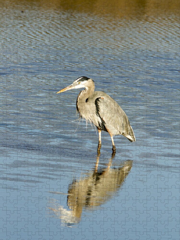 Jean Noren Jigsaw Puzzle featuring the photograph Hunting Heron by Jean Noren