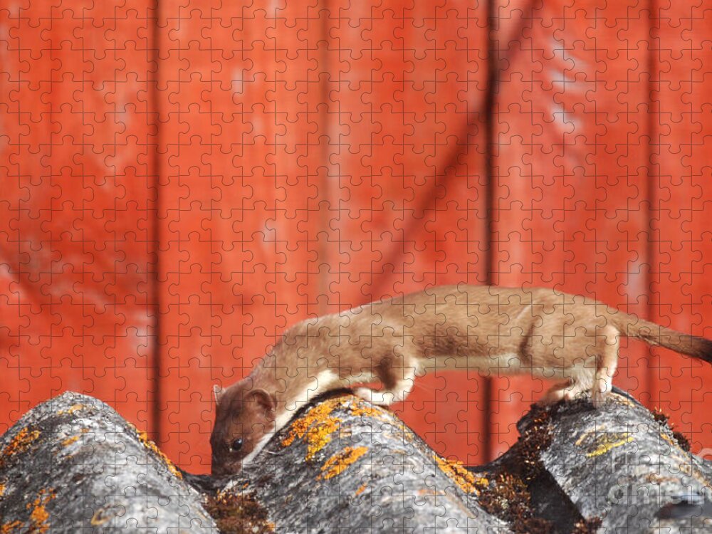 Stoat Jigsaw Puzzle featuring the photograph A Hunting Stoat by Phil Banks