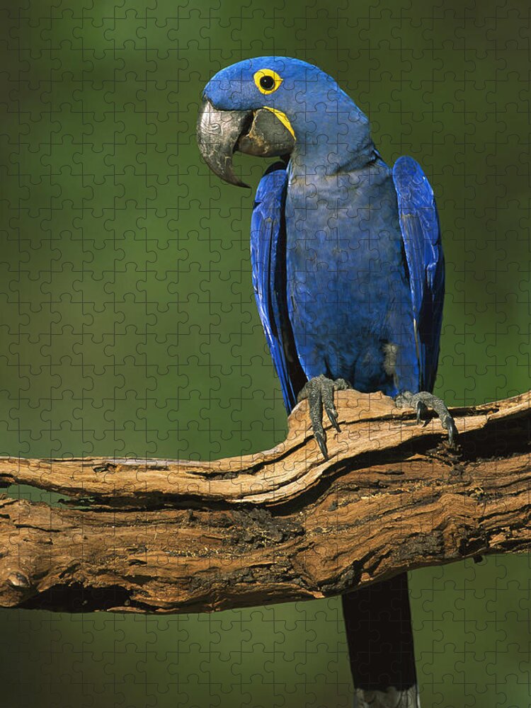 00216468 Jigsaw Puzzle featuring the photograph Hyacinth Macaw Brazil by Pete Oxford