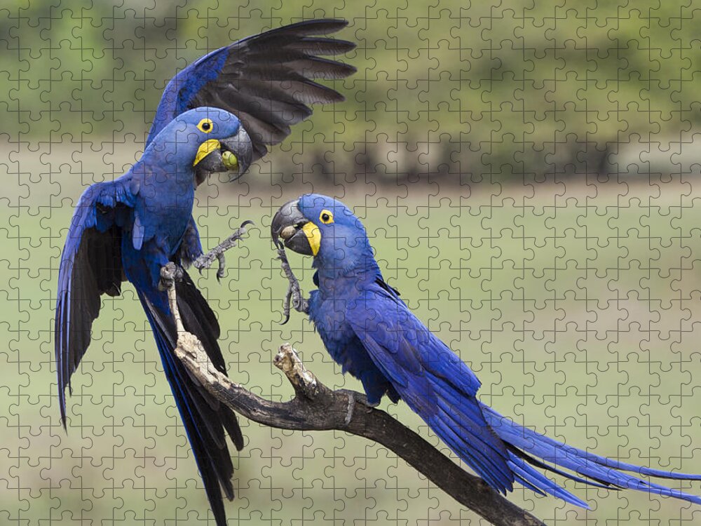 Suzi Eszterhas Jigsaw Puzzle featuring the photograph Hyacinth Macaw Pair Fighting Pantanal by Suzi Eszterhas