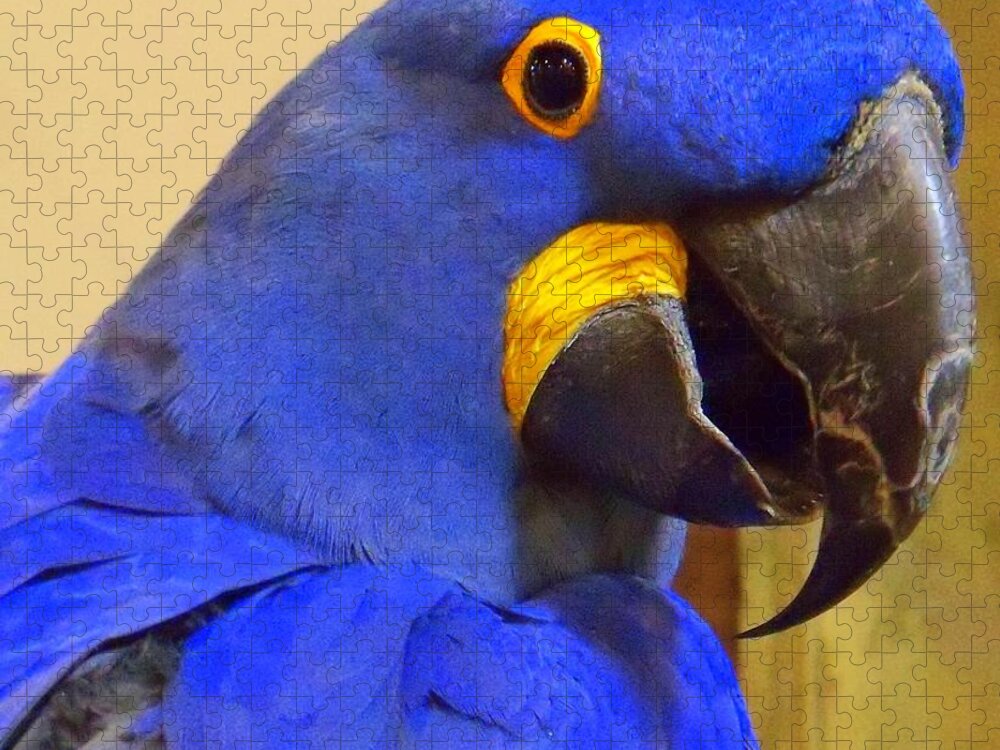 Bird Jigsaw Puzzle featuring the photograph Hyacinth Macaw Portrait by Lingfai Leung