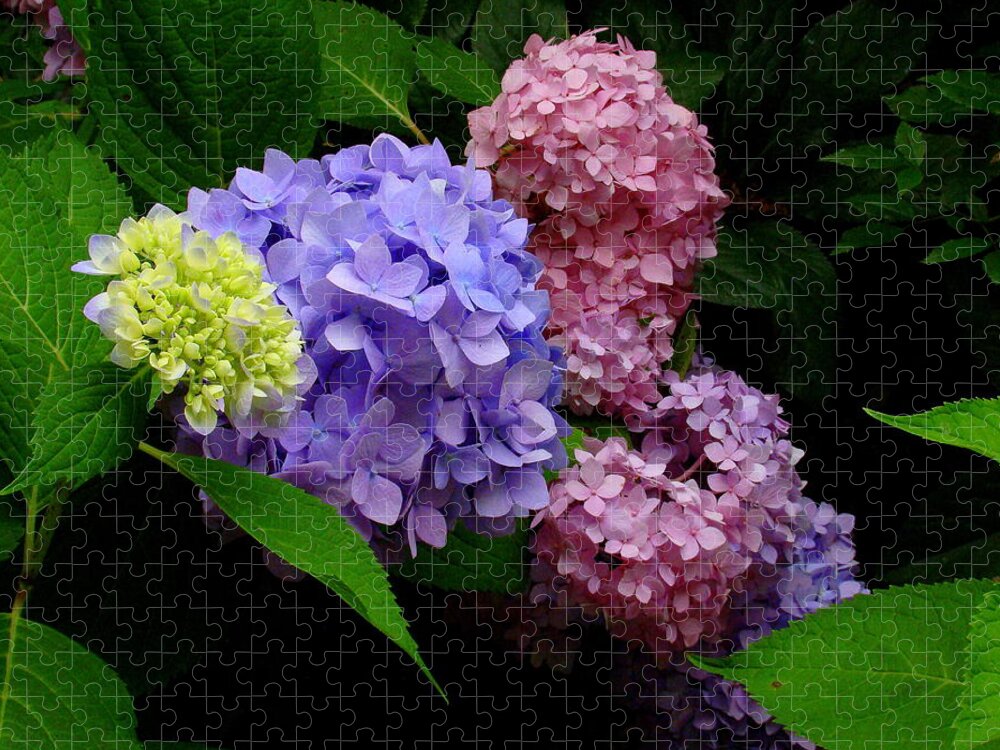 Fine Art Jigsaw Puzzle featuring the photograph Hydrangea Glow by Rodney Lee Williams