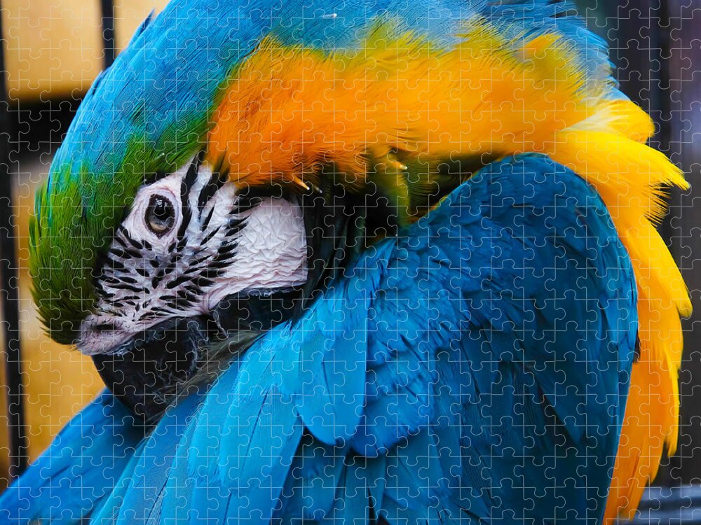 Macaw Jigsaw Puzzle featuring the photograph I always feel like somebody's watching me by Robert L Jackson