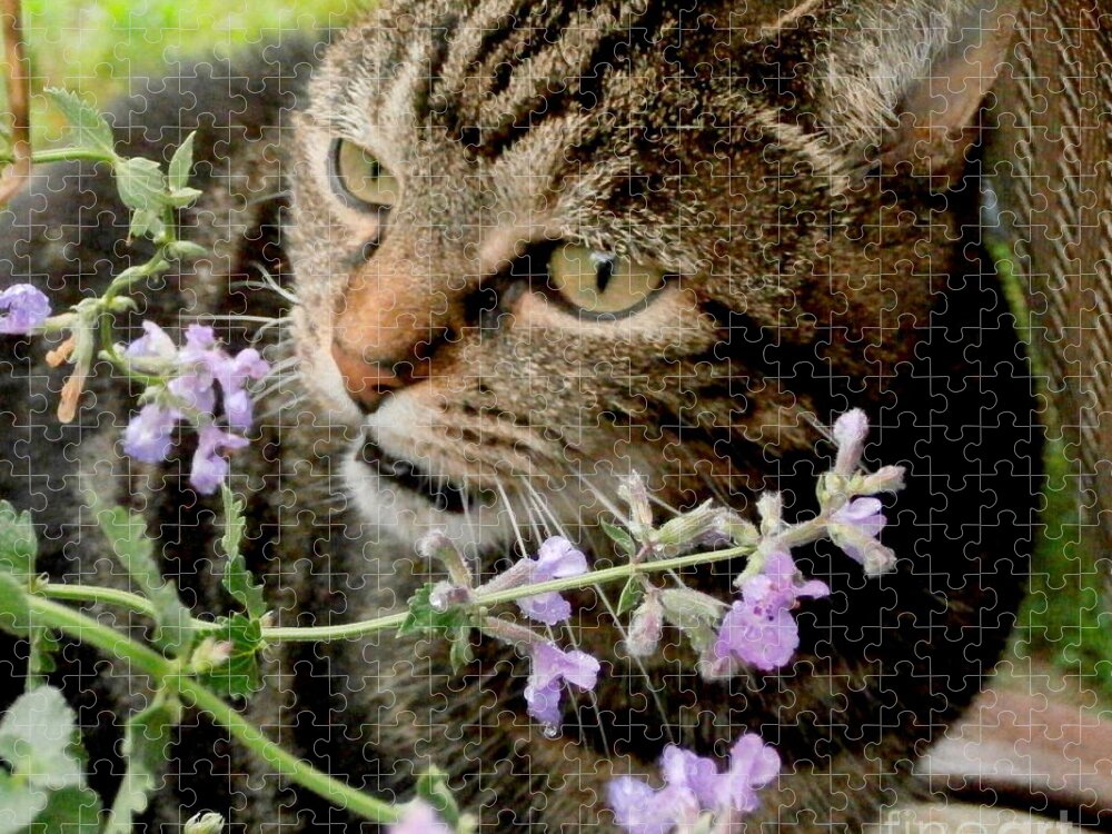 Herbs Jigsaw Puzzle featuring the photograph I Love Catnip My Mommy Grows For Me by Eunice Miller
