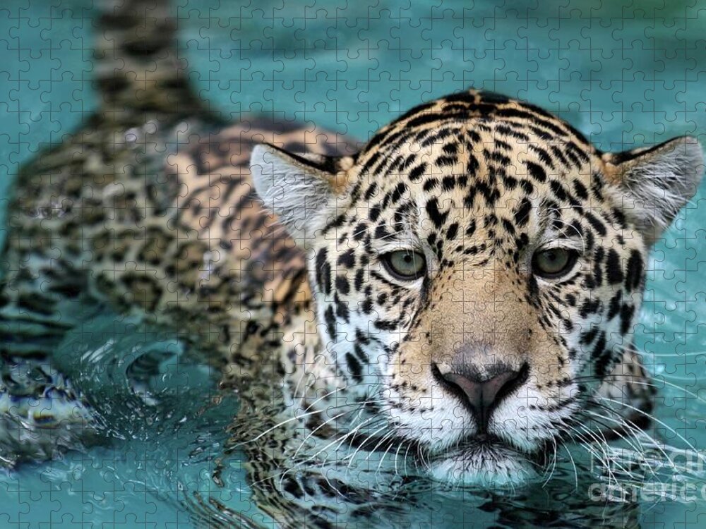 Jaguar Jigsaw Puzzle featuring the photograph I Love the Water by Sabrina L Ryan