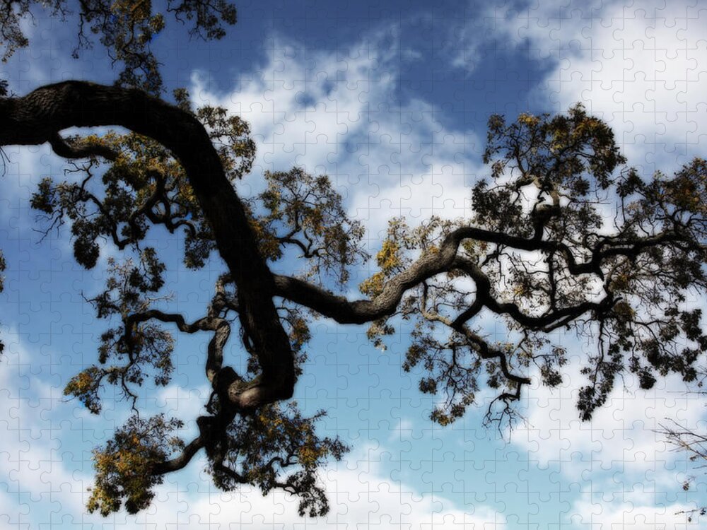 Trees Jigsaw Puzzle featuring the photograph I Touch the Sky by Laurie Search