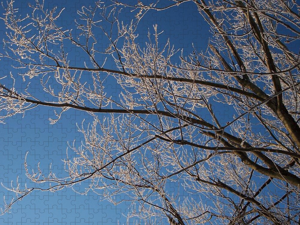 Branches Jigsaw Puzzle featuring the photograph Ice Storm Branches by Michelle Miron-Rebbe