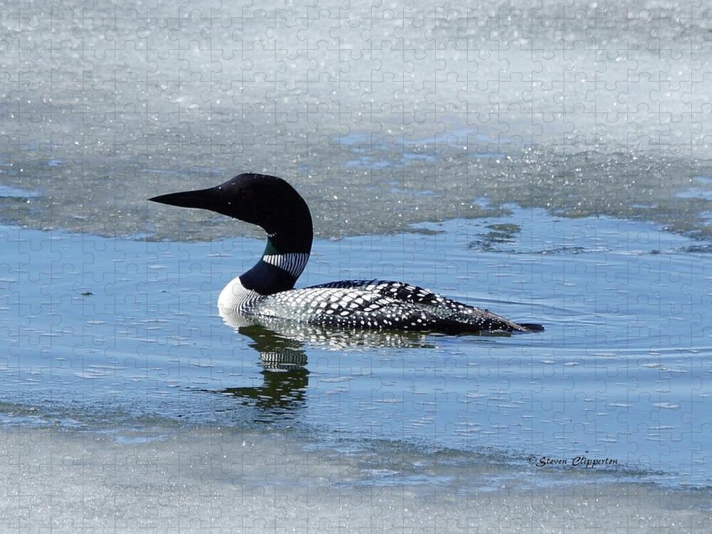 Loon Jigsaw Puzzle featuring the photograph Icy Loon by Steven Clipperton
