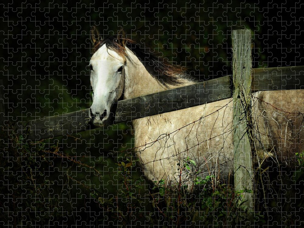 Horse Jigsaw Puzzle featuring the photograph If Wishes Were Horses by Rebecca Sherman