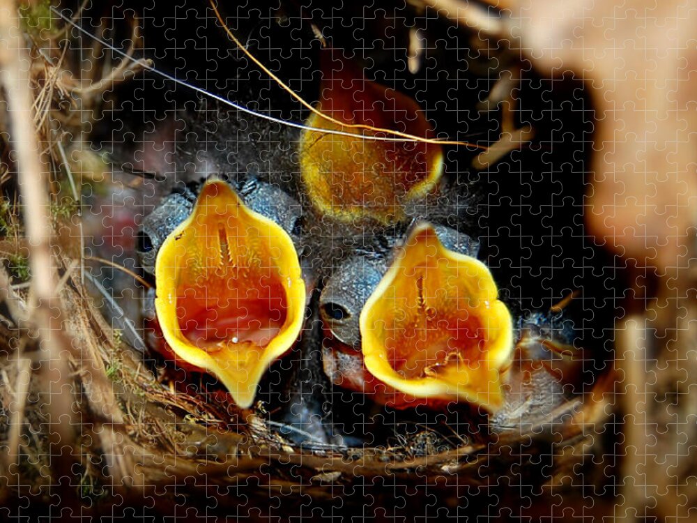 Baby Wrens Birds Jigsaw Puzzle featuring the photograph Im Hungry Baby Wrens by Peggy Franz