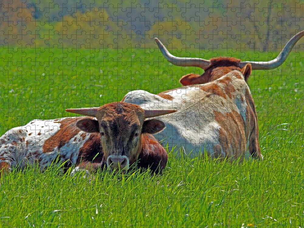 Longhorn Jigsaw Puzzle featuring the photograph I'm Just a Baby by Lynn Sprowl