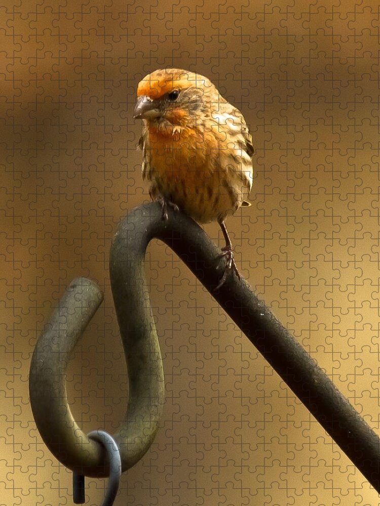 Purple Finch Jigsaw Puzzle featuring the photograph I'm Orange by Robert L Jackson