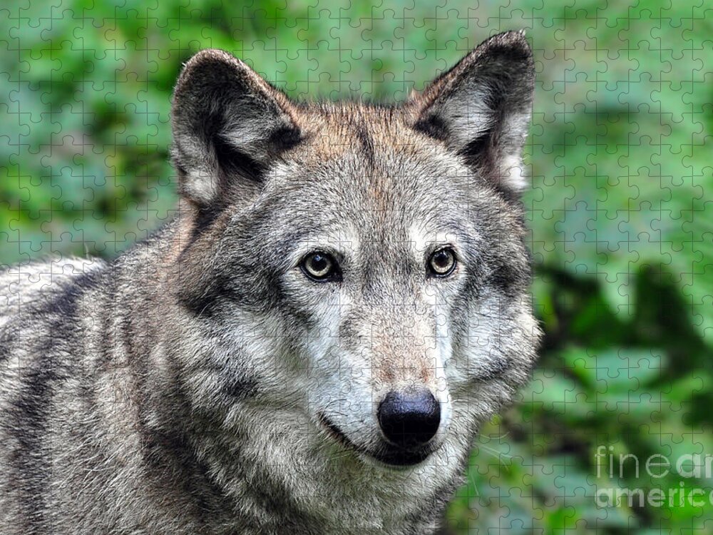 Grey Wolf Jigsaw Puzzle featuring the photograph I'm so Misunderstood by Deby Dixon