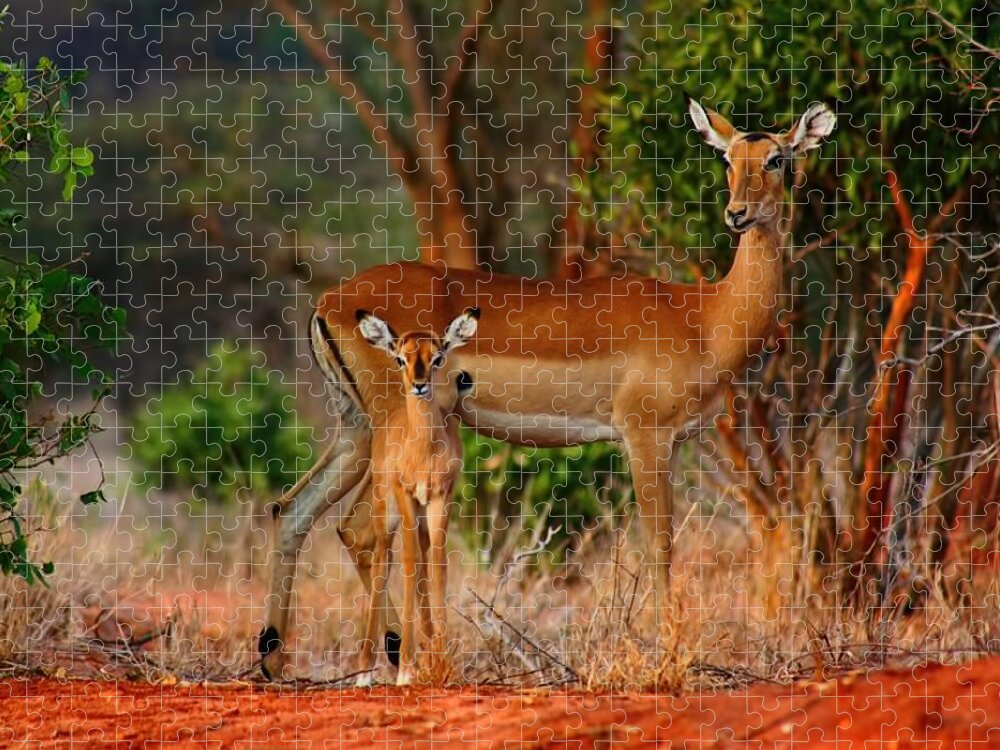 Baby Impala Jigsaw Puzzle featuring the photograph Impala and young by Amanda Stadther