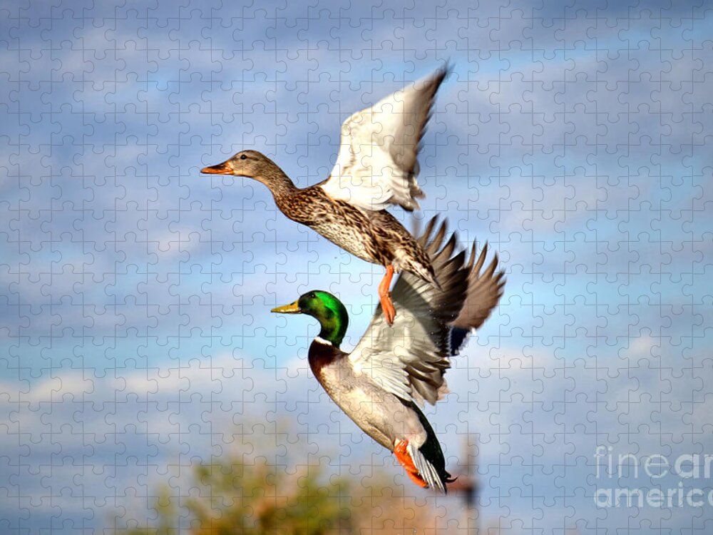Duck Jigsaw Puzzle featuring the photograph In-Flight by Deb Halloran