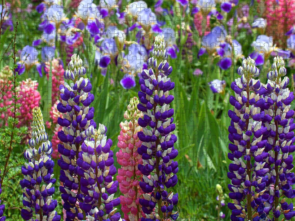 Flowers Photograph; Lupine Canvas Print Jigsaw Puzzle featuring the photograph Below the Evergreen Dam by Jim Garrison