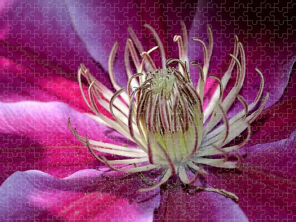 Clematis Jigsaw Puzzle featuring the photograph In the Glow by Michelle Ayn Potter